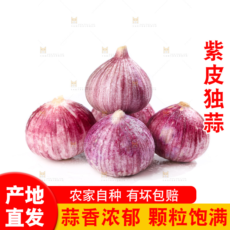 白底上的紫皮独头蒜