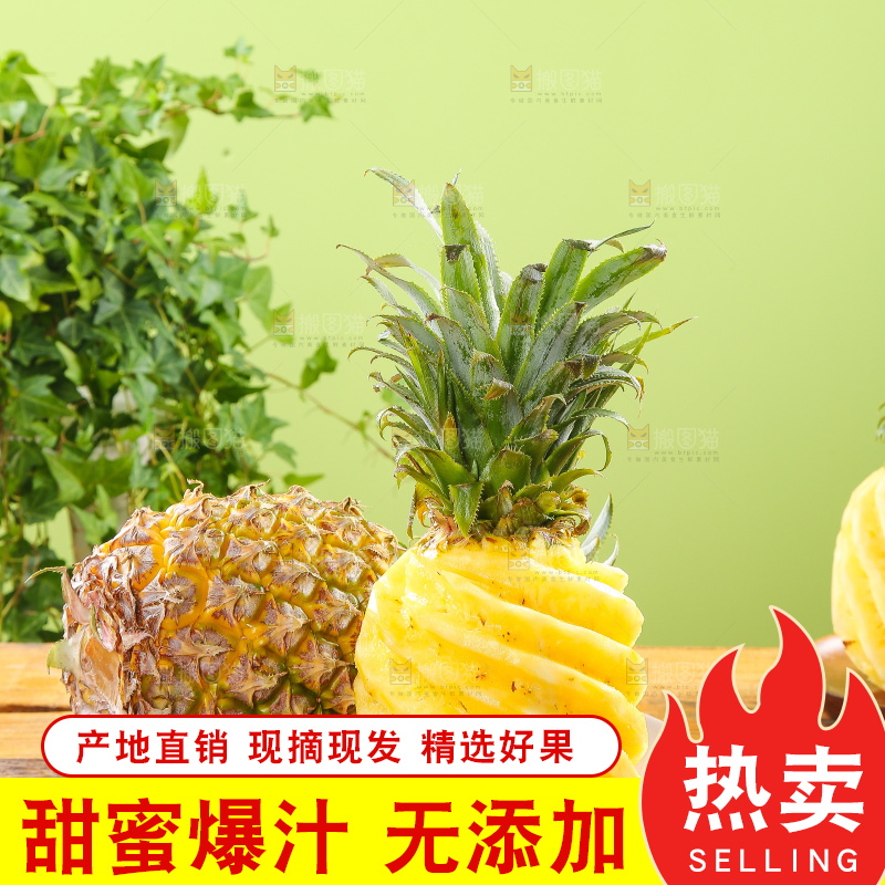 浅底上的徐闻菠萝