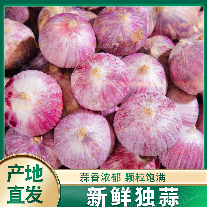 深底上的紫皮独蒜