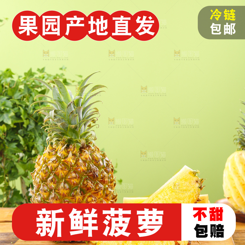 浅底上的徐闻菠萝