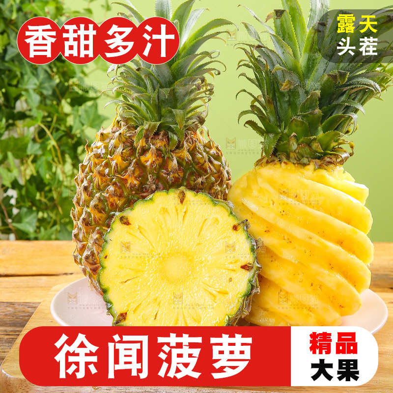 浅底上的徐闻菠萝