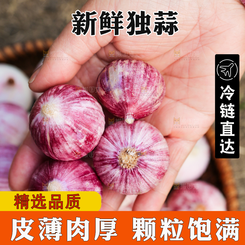 手里拿着紫皮独头蒜