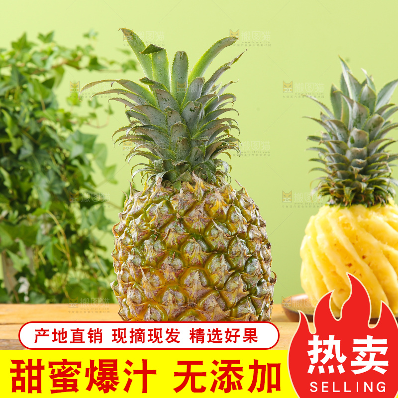 浅底上的徐闻菠萝