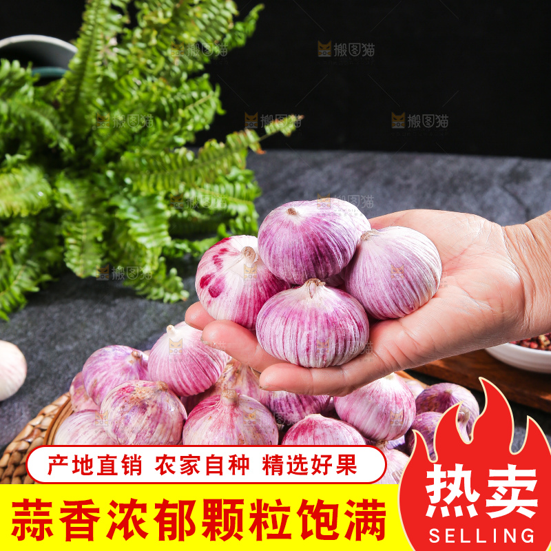 深底上的紫皮独蒜
