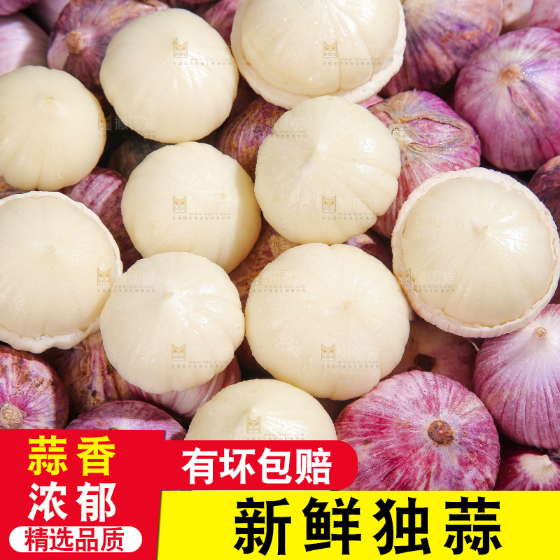 深底上的紫皮独蒜