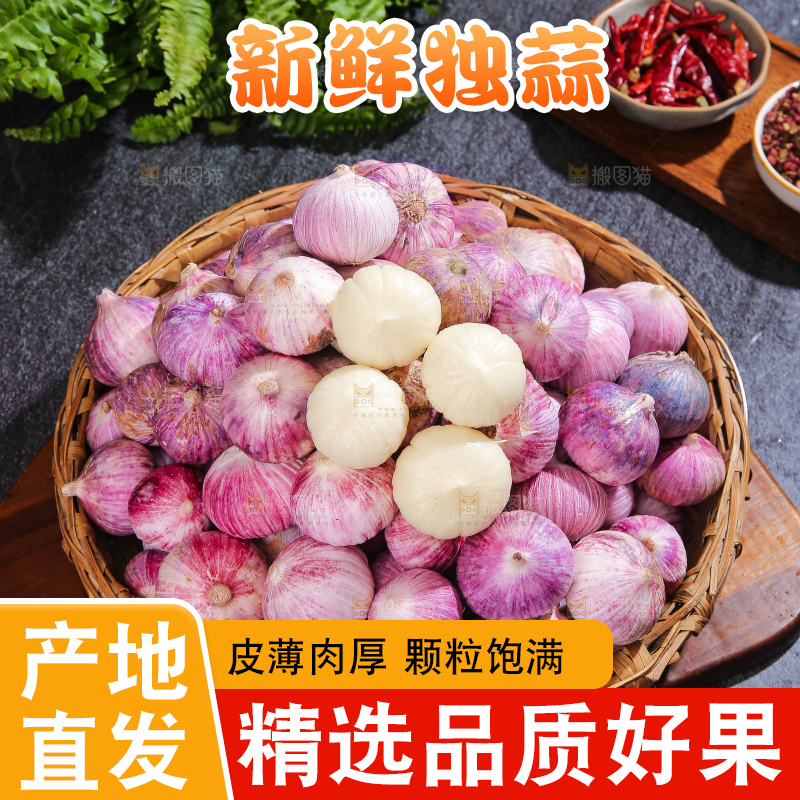深底上的紫皮独蒜
