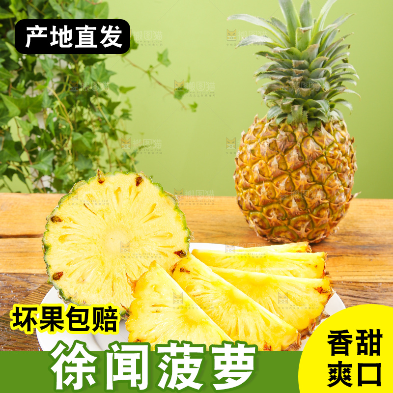 浅底上的徐闻菠萝