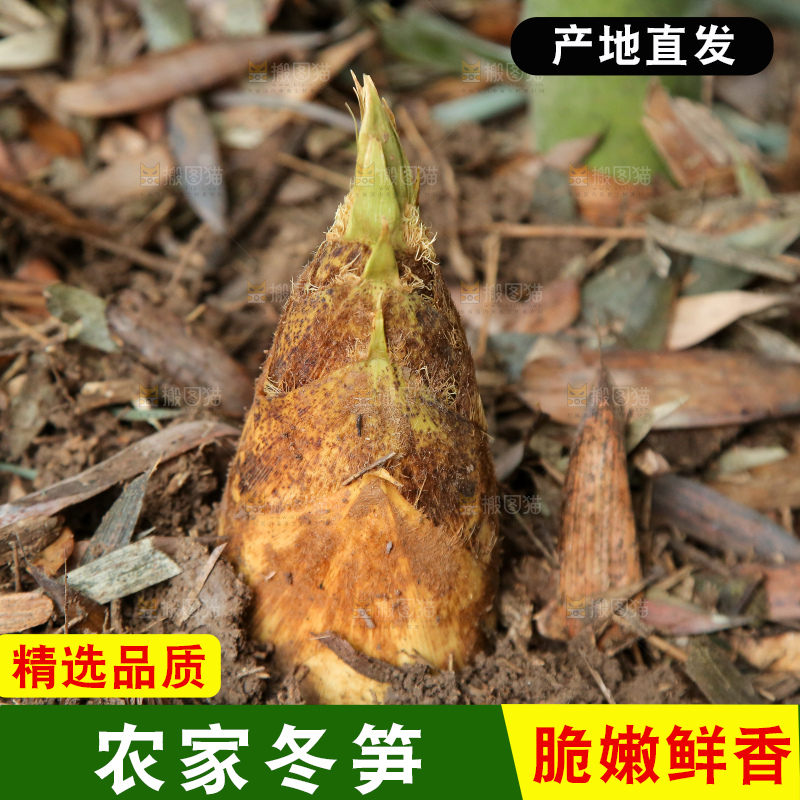地里的黄泥冬笋