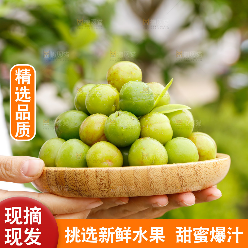 手里拿着三月李