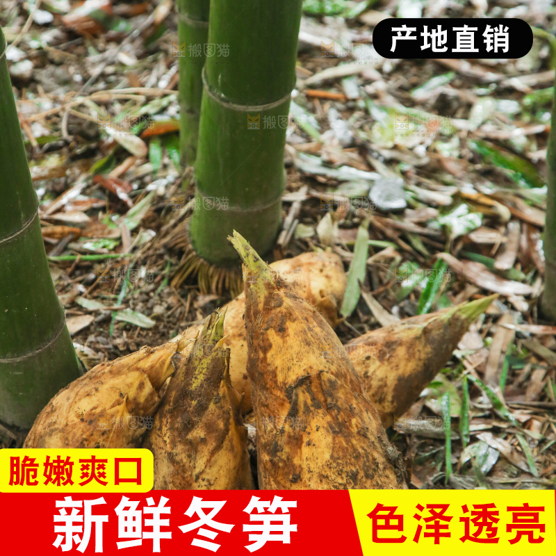 地里的黄泥冬笋