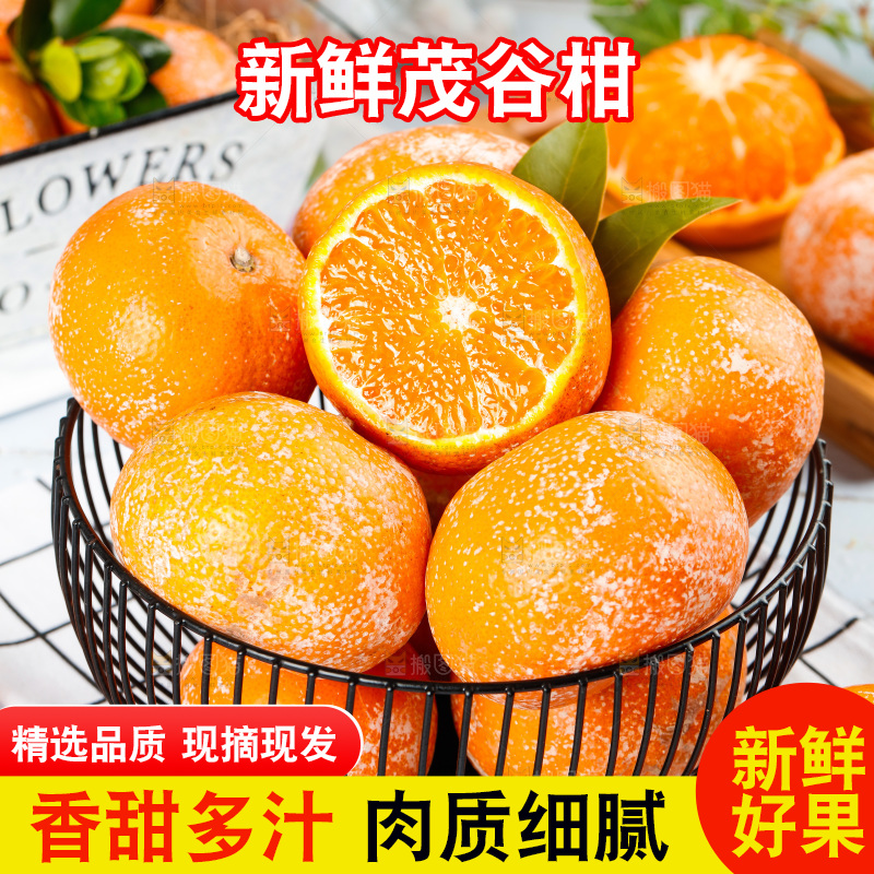 浅底上的茂谷柑