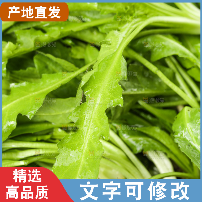木底上的地菜