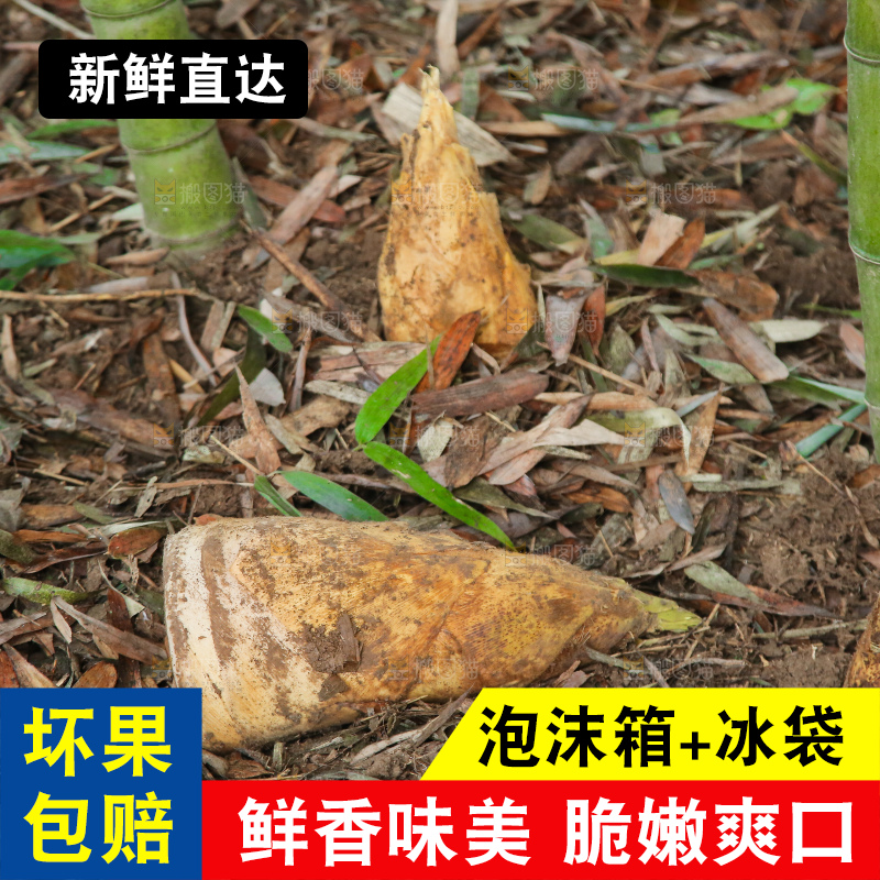 地里的黄泥冬笋