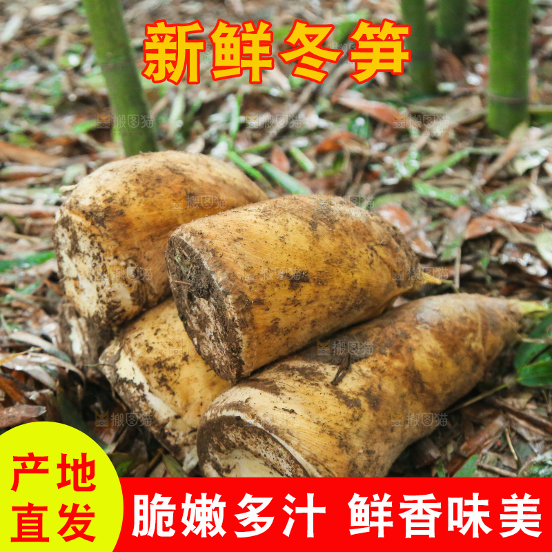 地里的黄泥冬笋