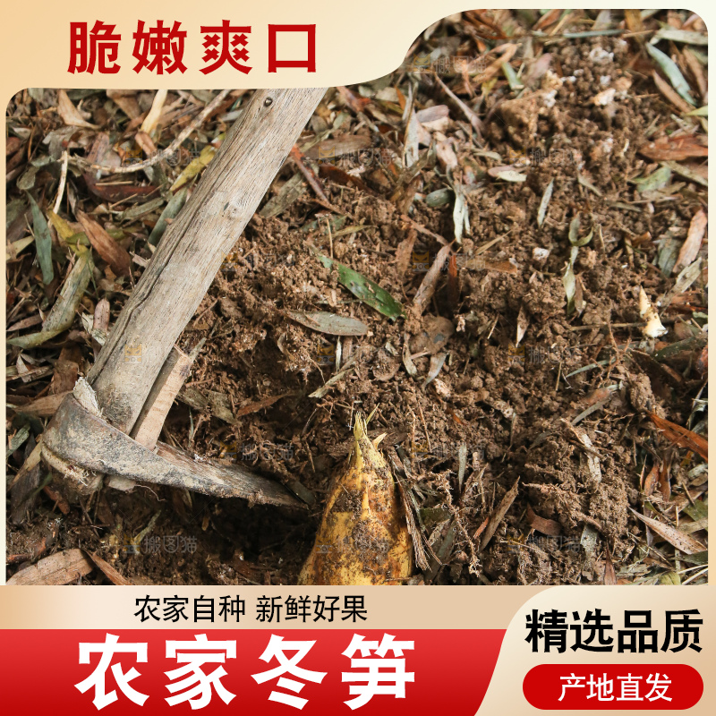 地里的黄泥冬笋