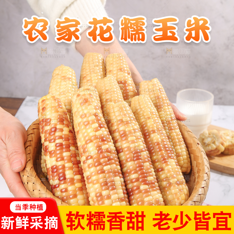 浅底上的花糯小玉米