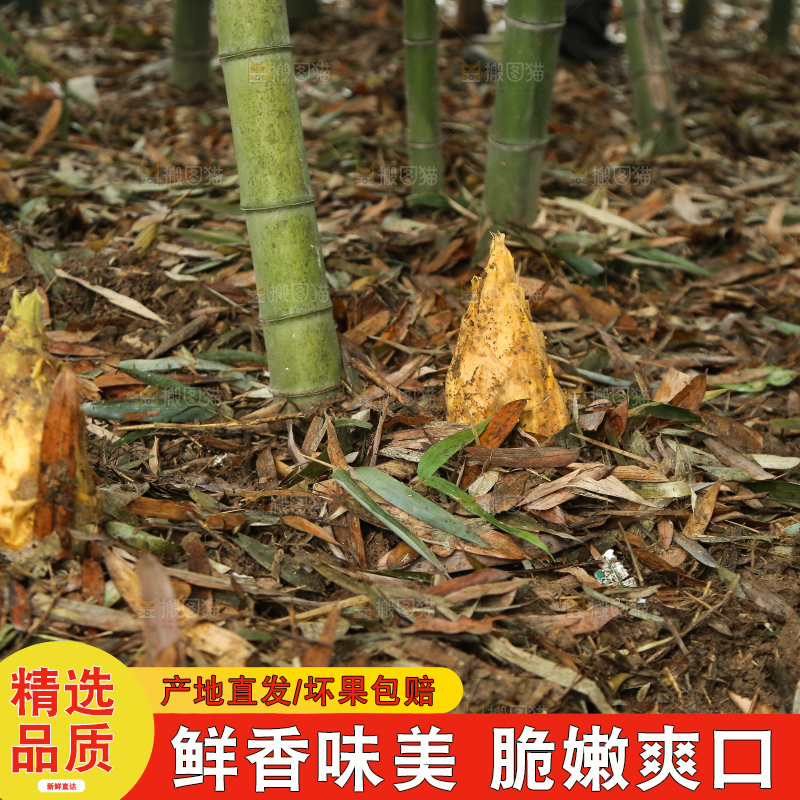地里的黄泥冬笋