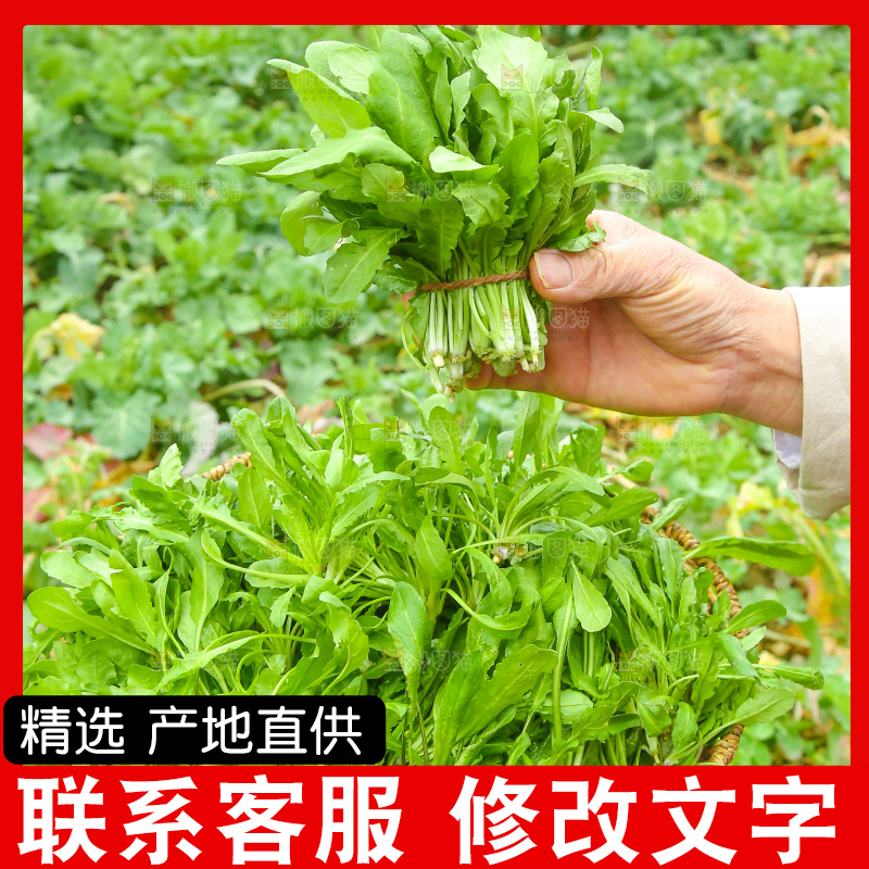 手里拿着地菜