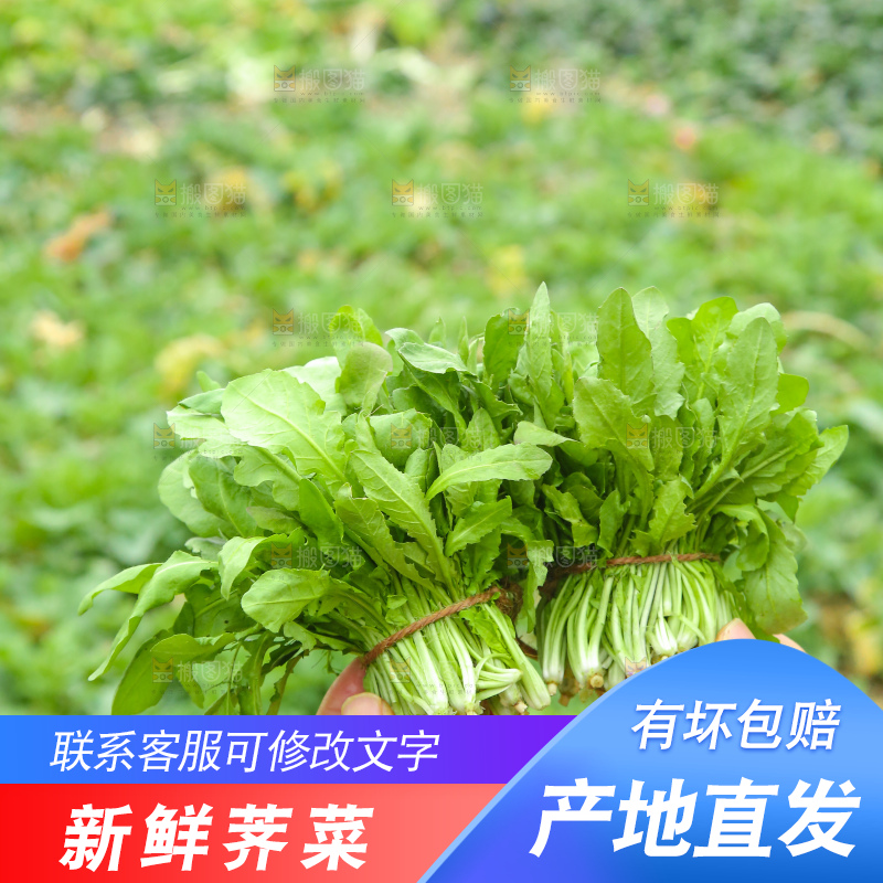 手里拿着地菜