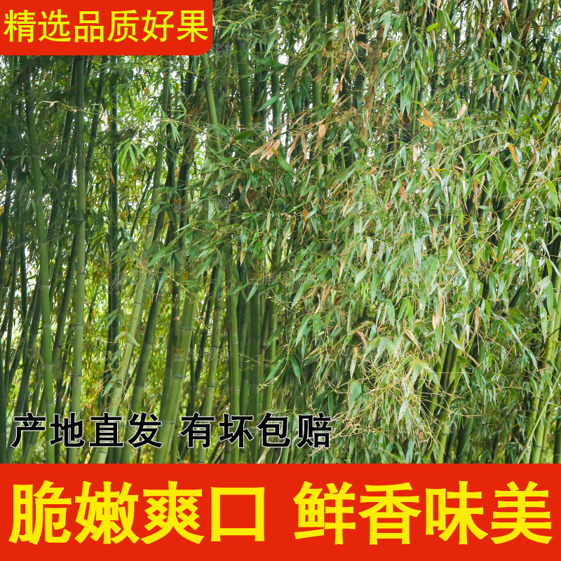 地里的黄泥冬笋