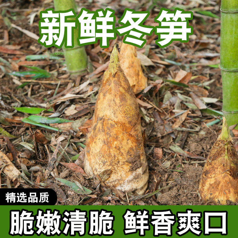 地里的黄泥冬笋