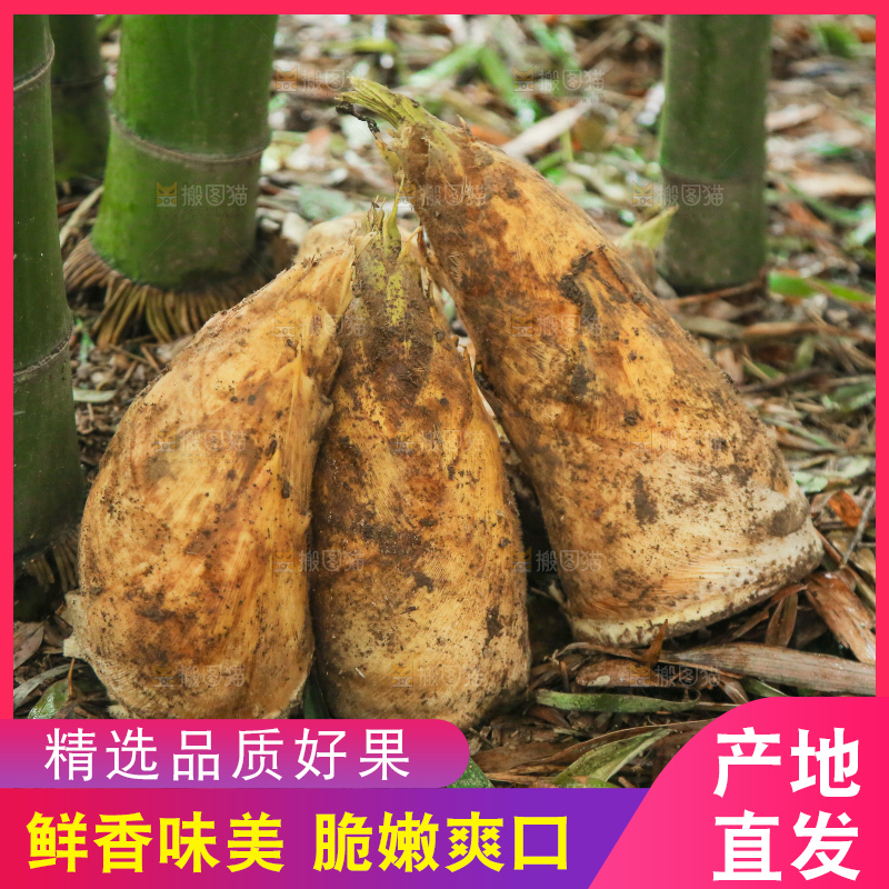 地里的黄泥冬笋