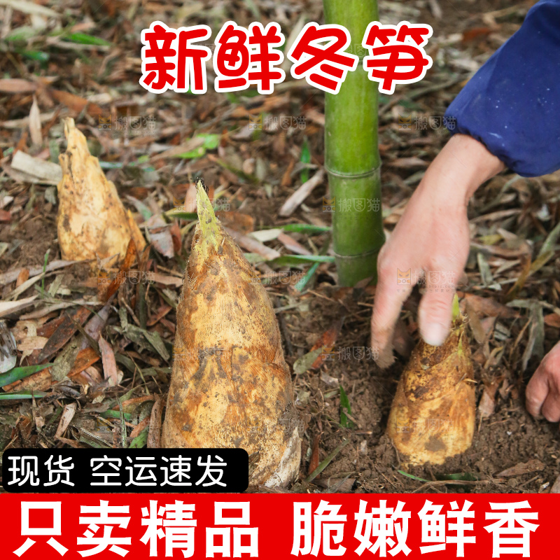 地里的黄泥冬笋