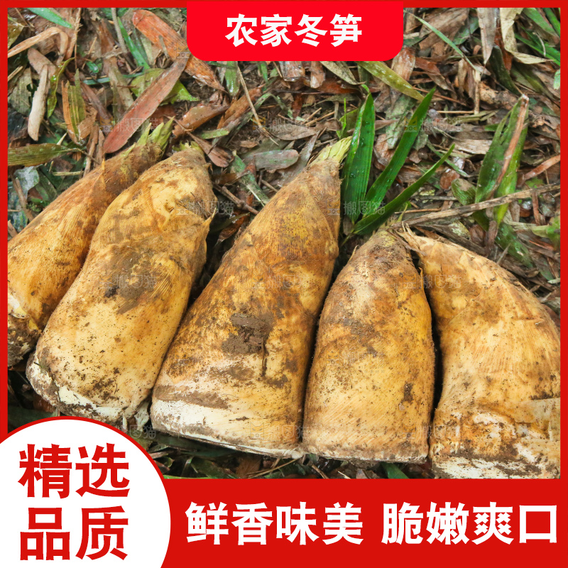 地里的黄泥冬笋