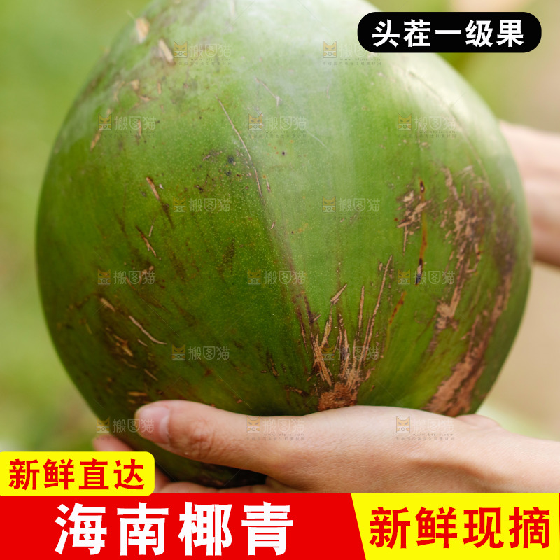 手里拿着椰青