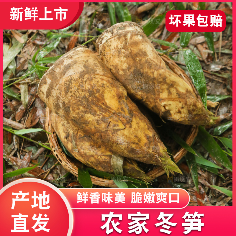 地里的黄泥冬笋