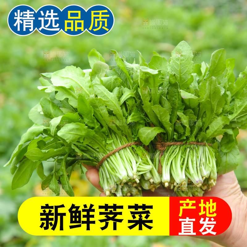 手里拿着地菜