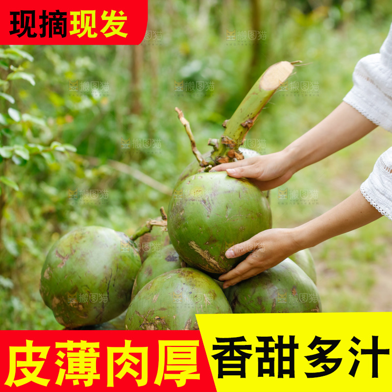 手里拿着椰青
