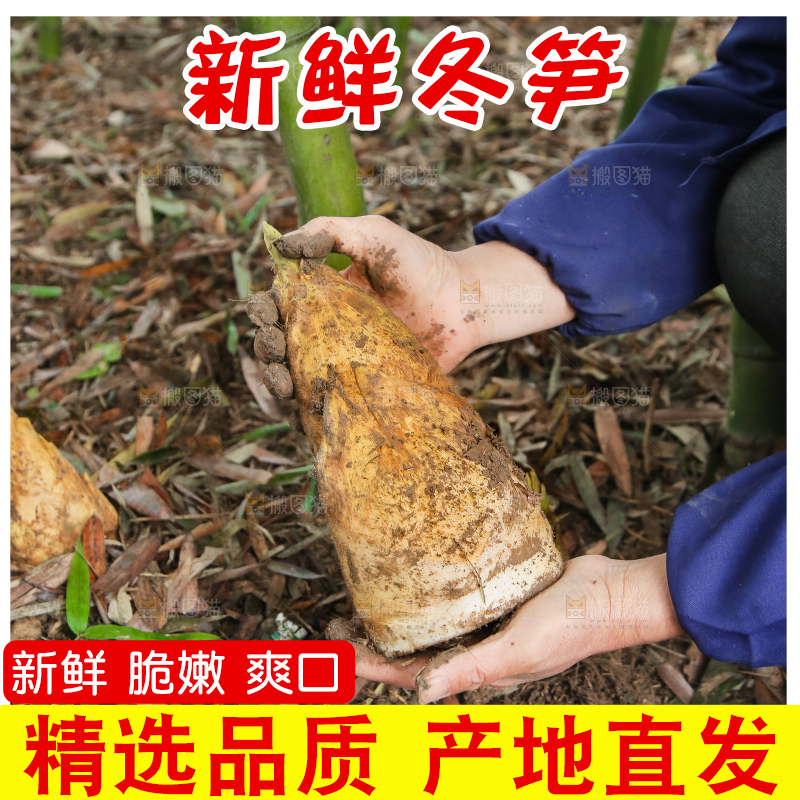 地里的黄泥冬笋
