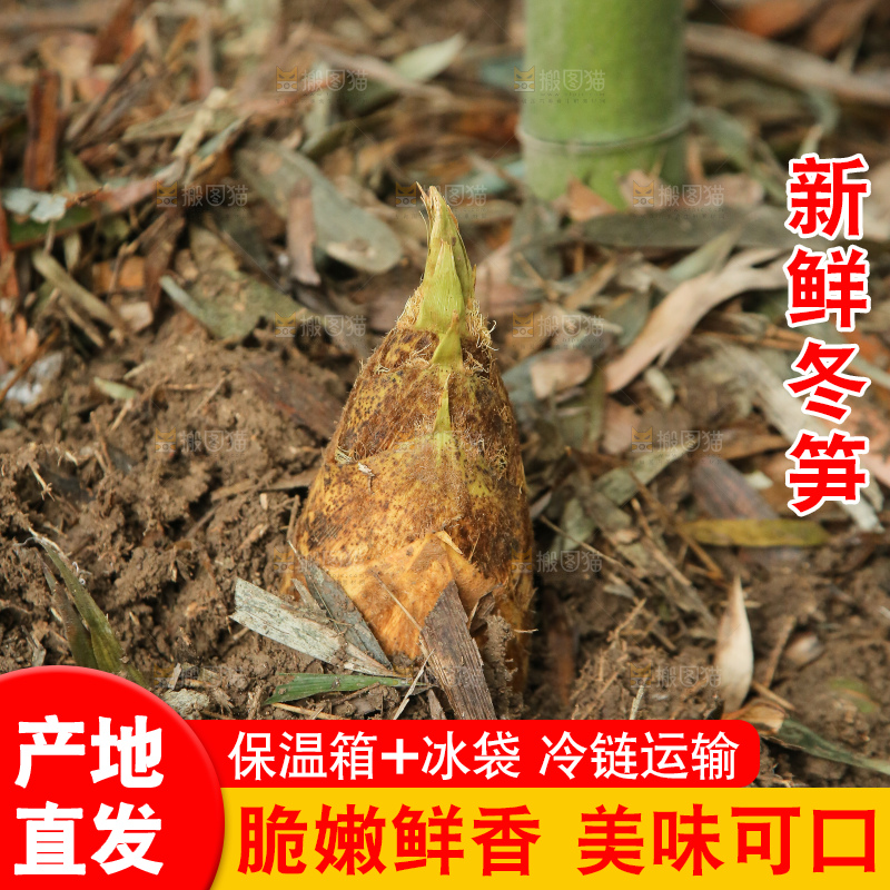 地里的黄泥冬笋