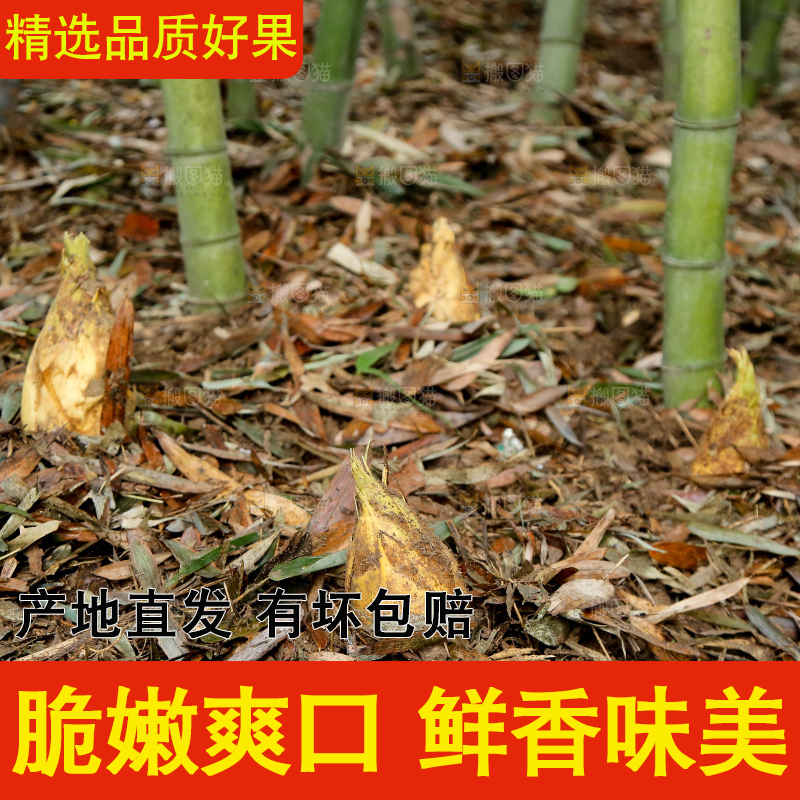 地里的黄泥冬笋