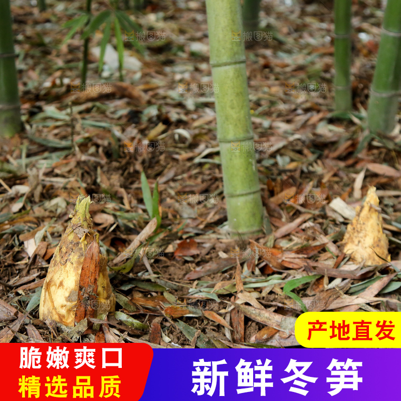 地里的黄泥冬笋