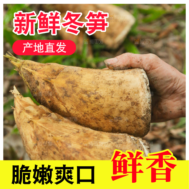 地里的黄泥冬笋