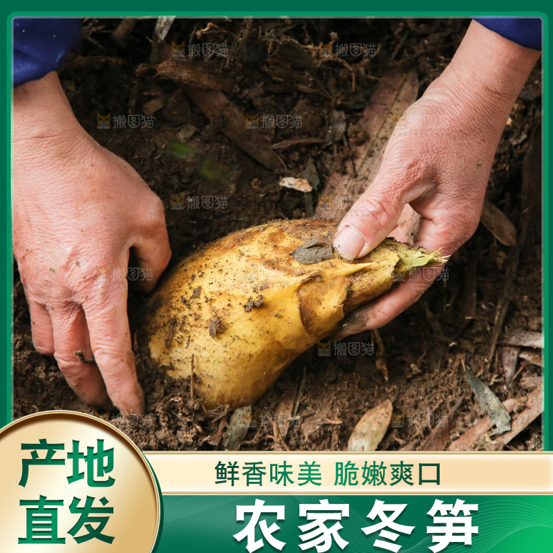 地里的黄泥冬笋