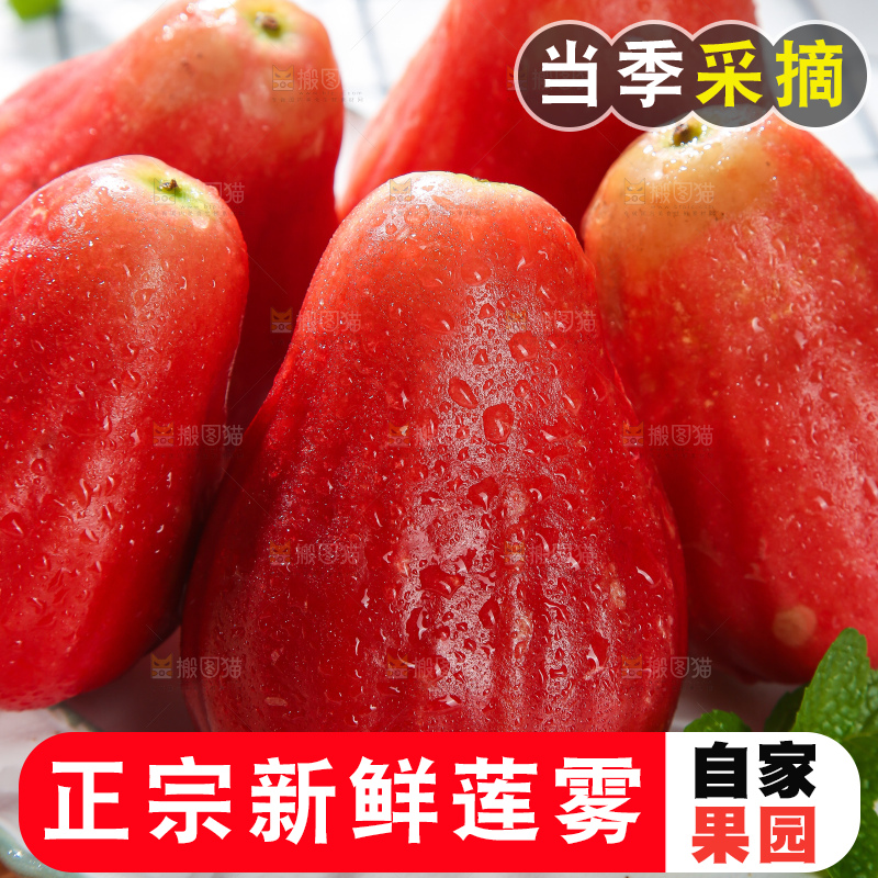 浅底上的莲雾