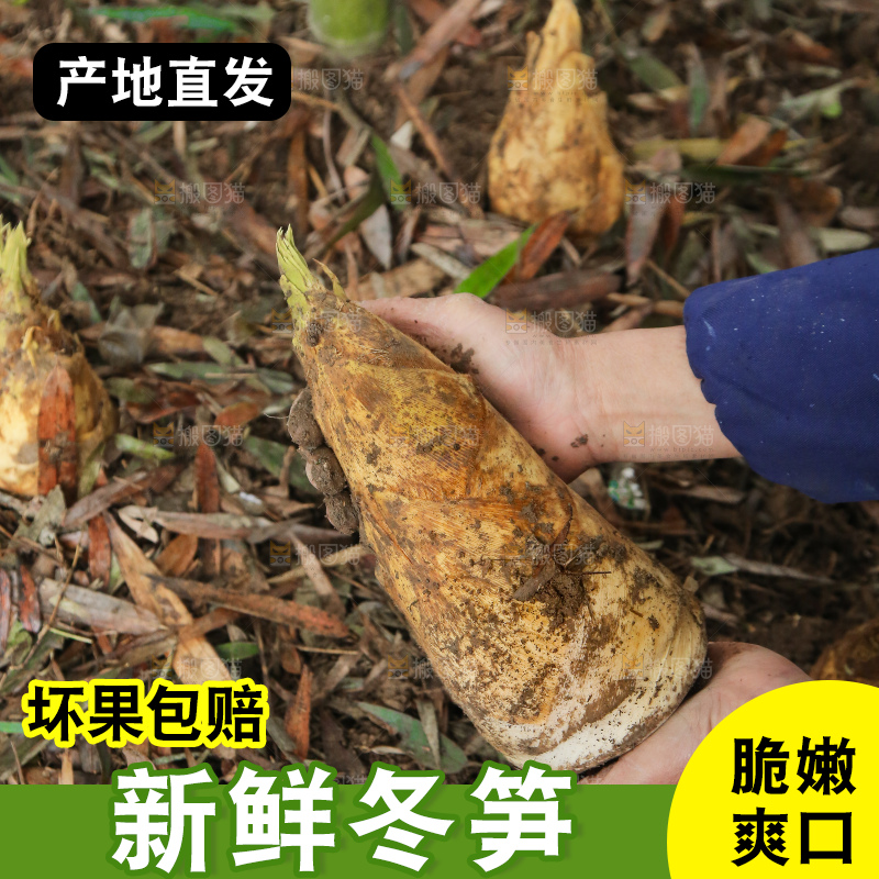 地里的黄泥冬笋