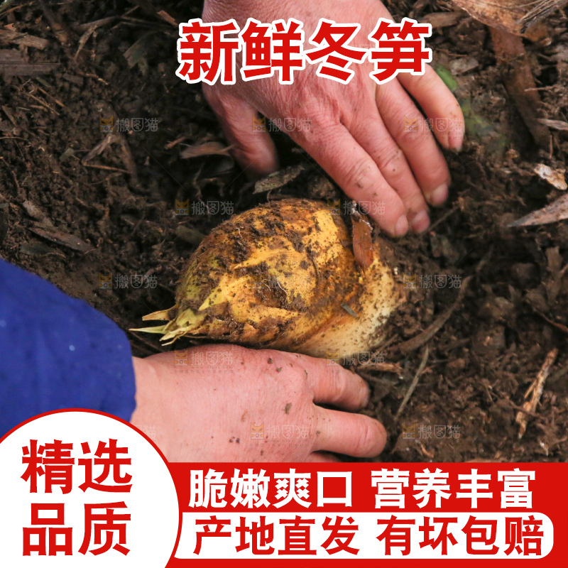 地里的黄泥冬笋