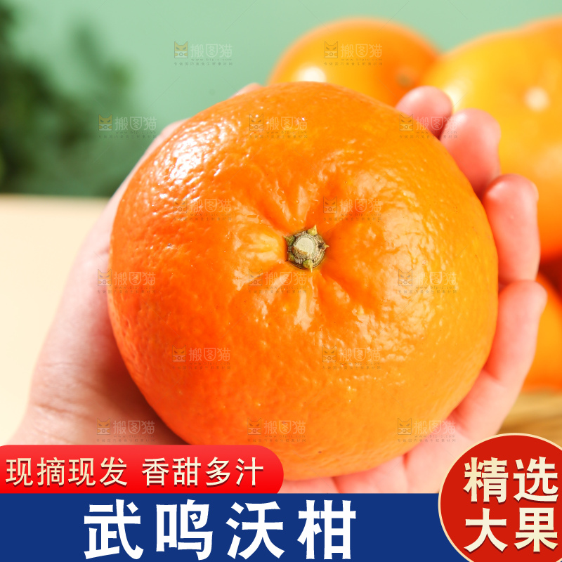 浅底上的武鸣沃柑