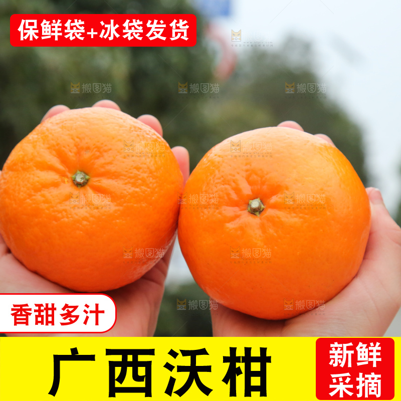 手里拿着武鸣沃柑