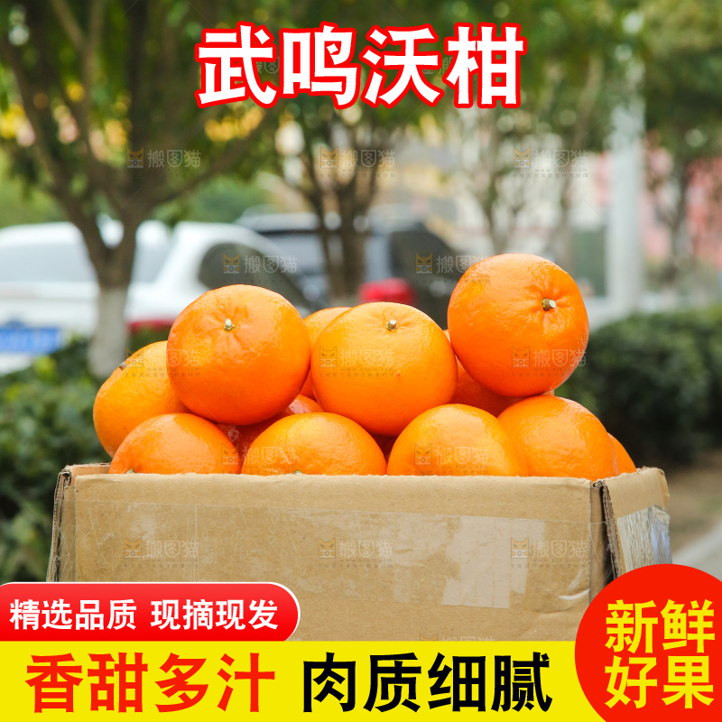 手里拿着武鸣沃柑