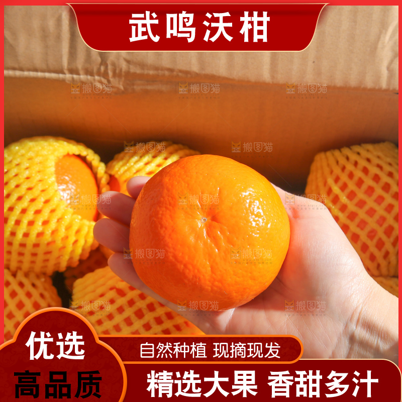 手里拿着武鸣沃柑