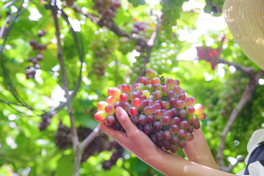 手里拿着茉莉香葡萄