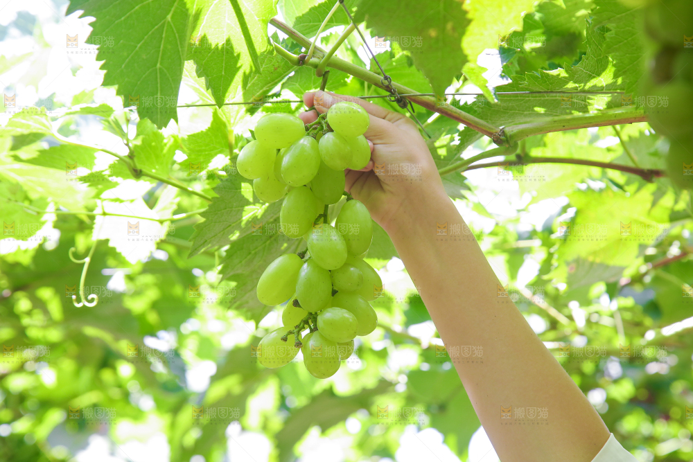 手里拿着青提