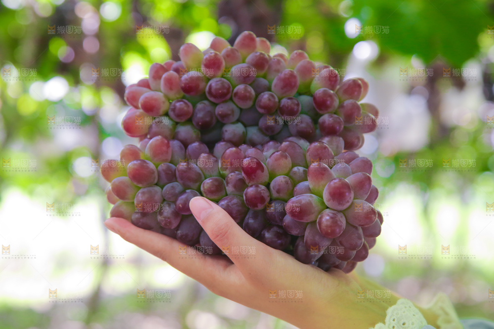 手里拿着茉莉香葡萄