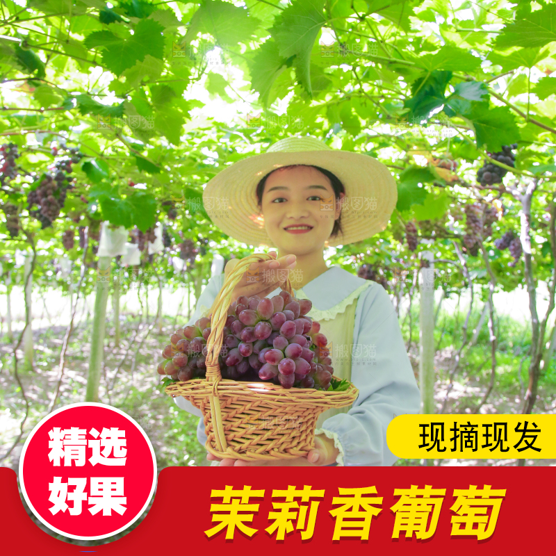 手里拿着茉莉香葡萄