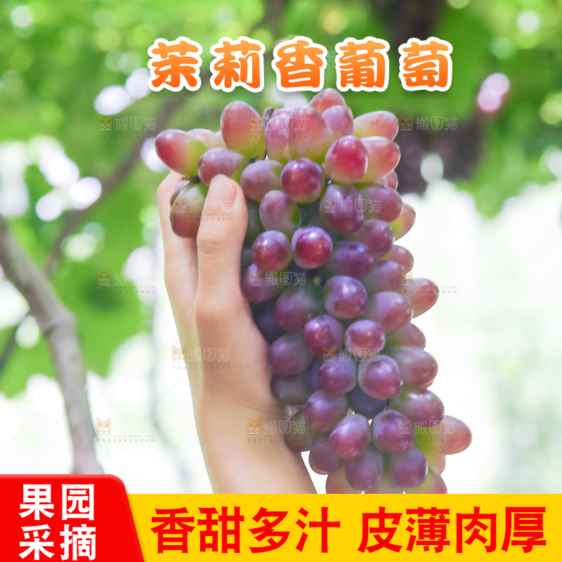 手里拿着茉莉香葡萄